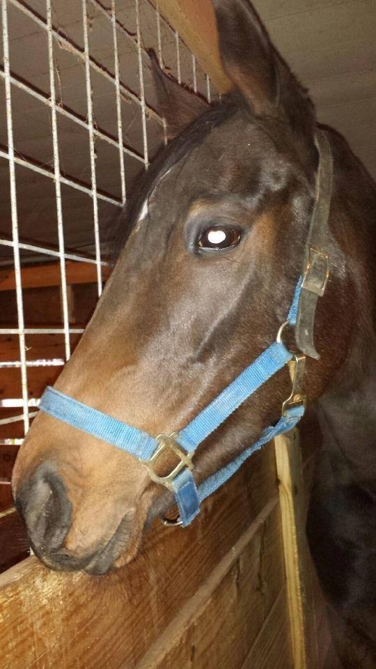 My new horse just arrived last night in north Georgia , Boldchildsrevenge. My good friend Heather, who has an outstanding operation in Woodstock, received her and will house her until I pick her up tomorrow. Gonna give her