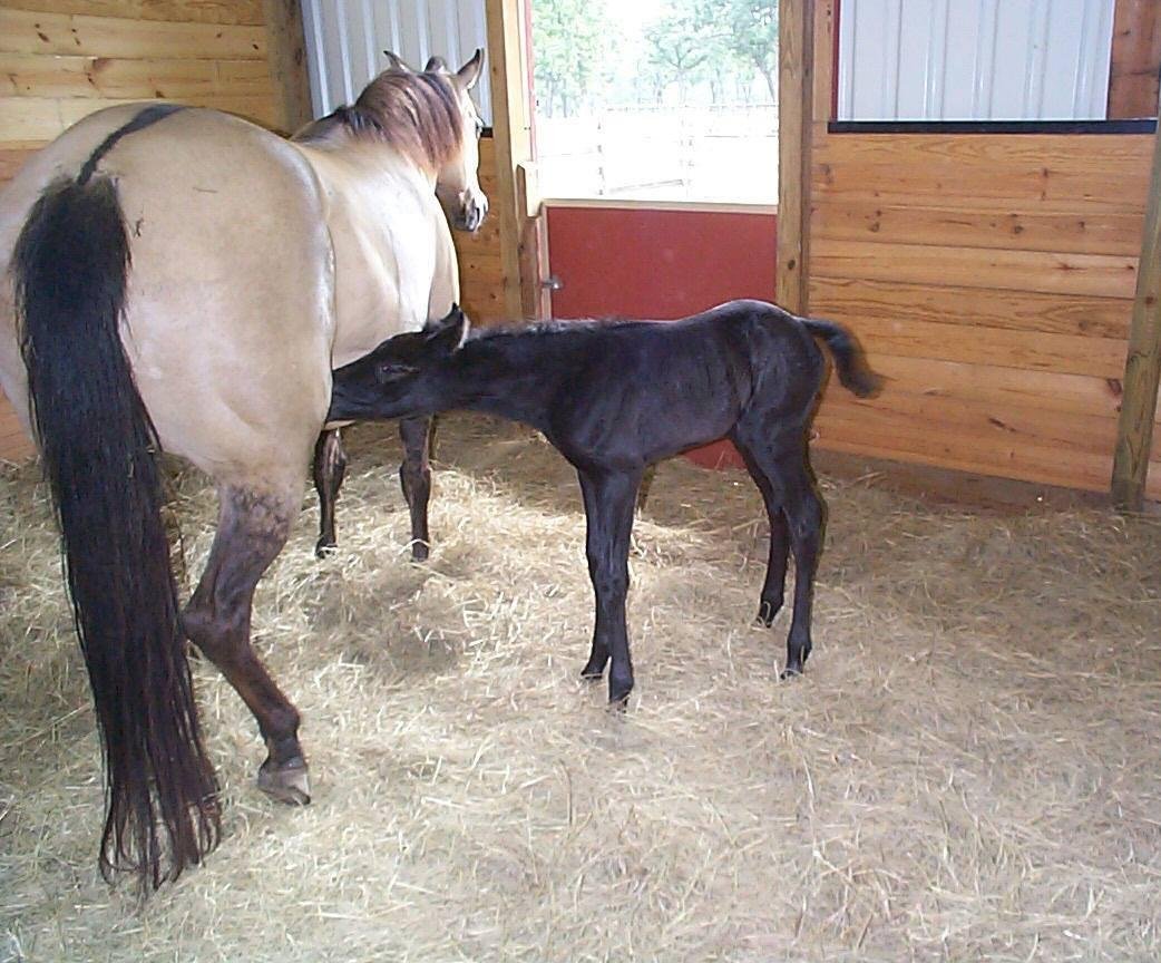 'Chick' and her Mama 'Dumplin'....Oh what fun they were.....