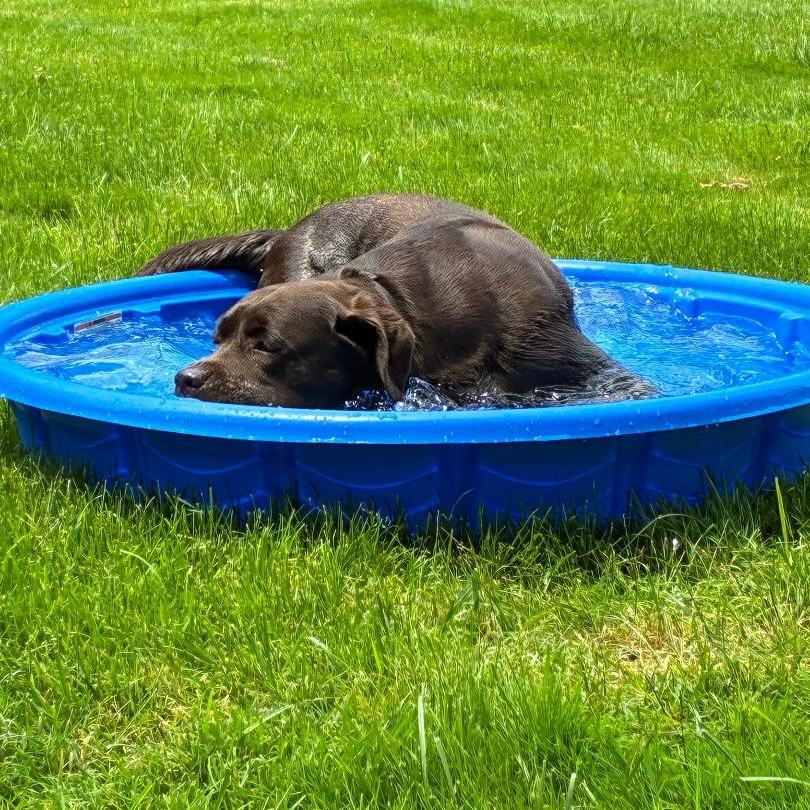 Ferny enjoying the pool on a hot June day!