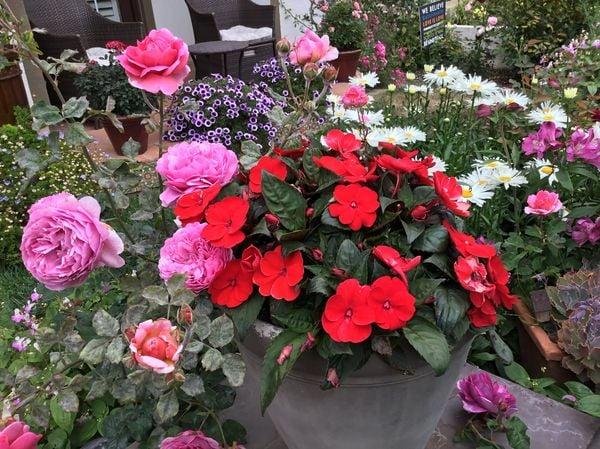 "Sunpatiens" impatiens in a pot, with Princess Alexandra of Kent rose snuggling up to it.
