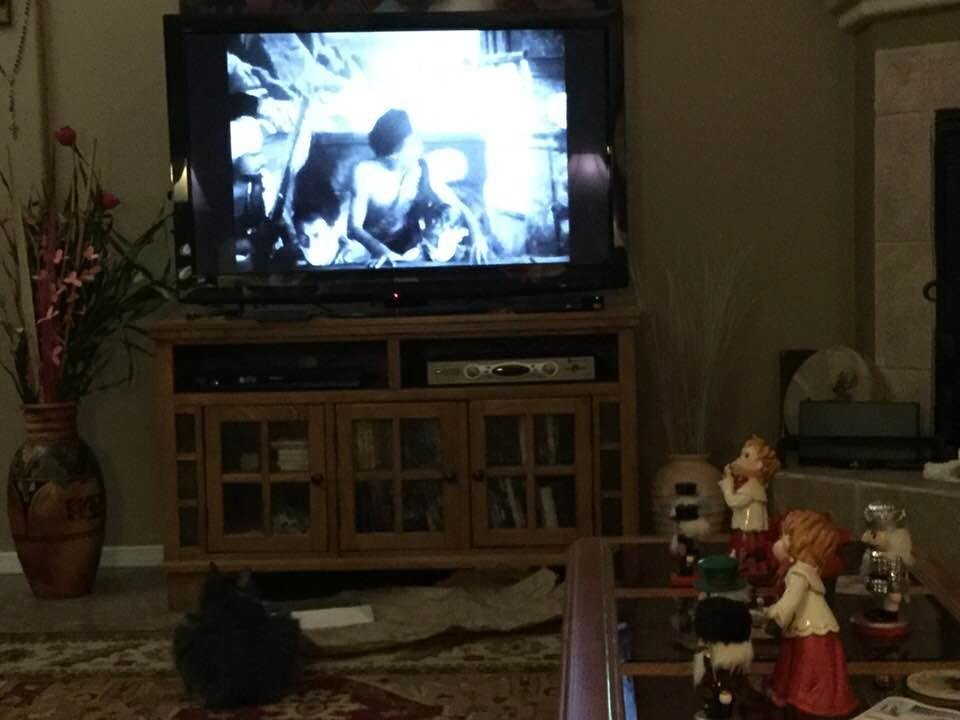Merlot watching Ganga Din!