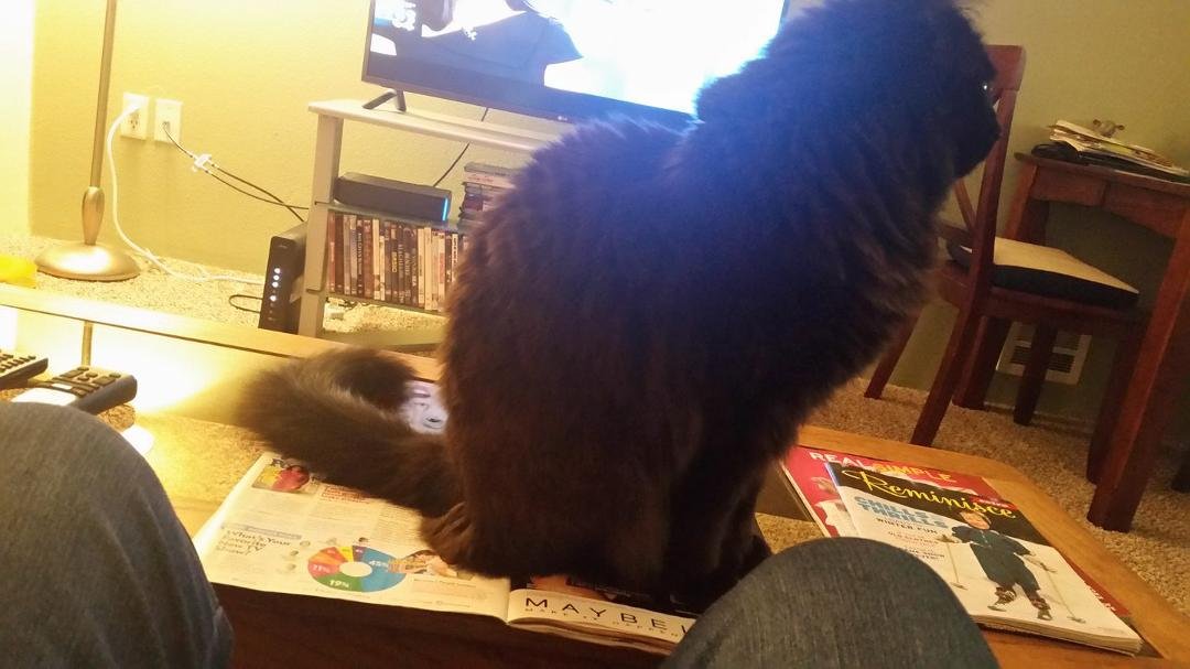 Now Hunter won't let me read my People magazine. It's not like they don't get enough lovin'.