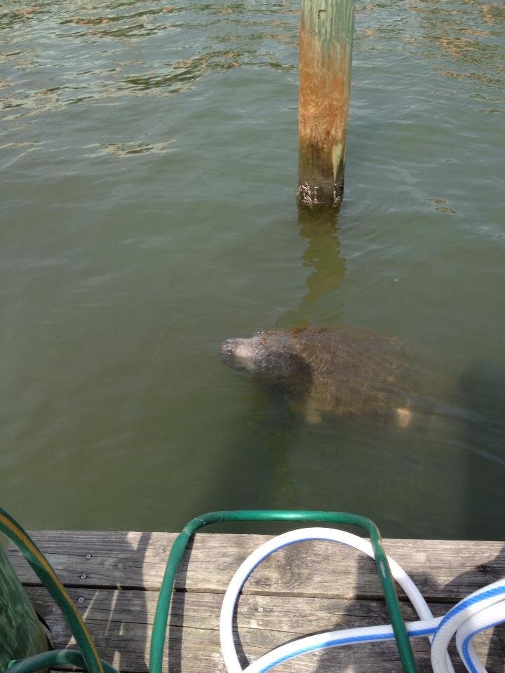 Went to see the manatees today, saw a turtle, collected shells, then had lunch. Went for wings and drank more wine than I've had in a long time and had great conversation with new friends. Just a great day. And the weather