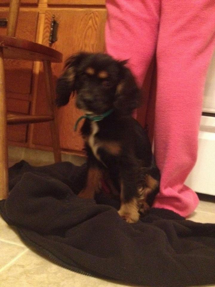 This 6 month old Cavalier/ Cocker Spaniel Puppy named Daisy went missing on Monday, December 30th 2013. If anyone sees her please pick her up. The Animal Shelter has information to get her back home to her family. Her famil