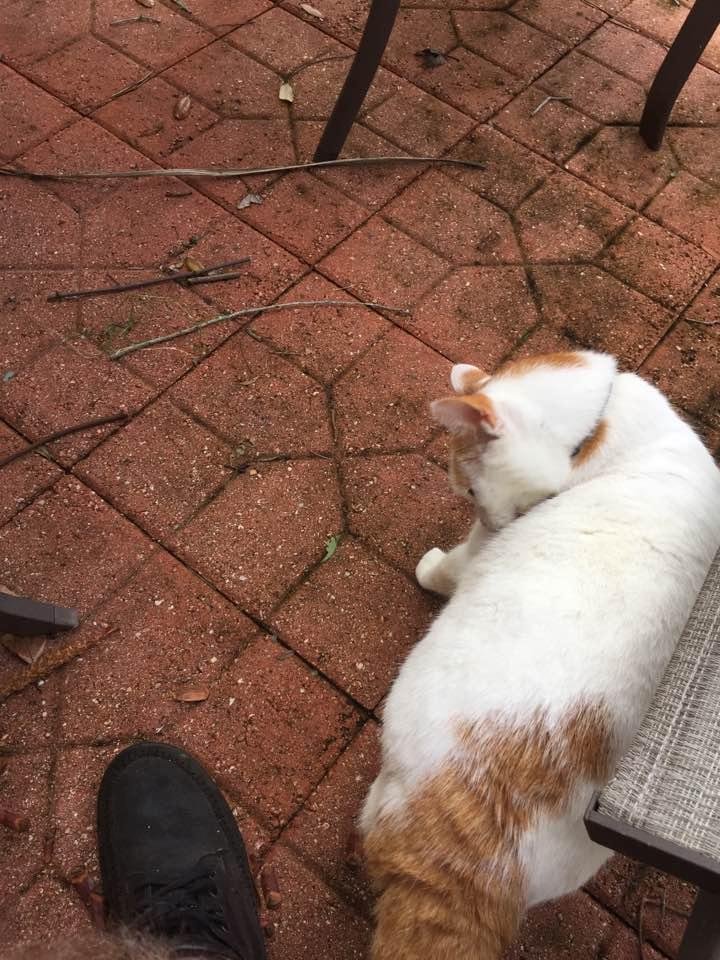 Must be close to winter as Whitey had bulked up so much even the lizards no longer fear him