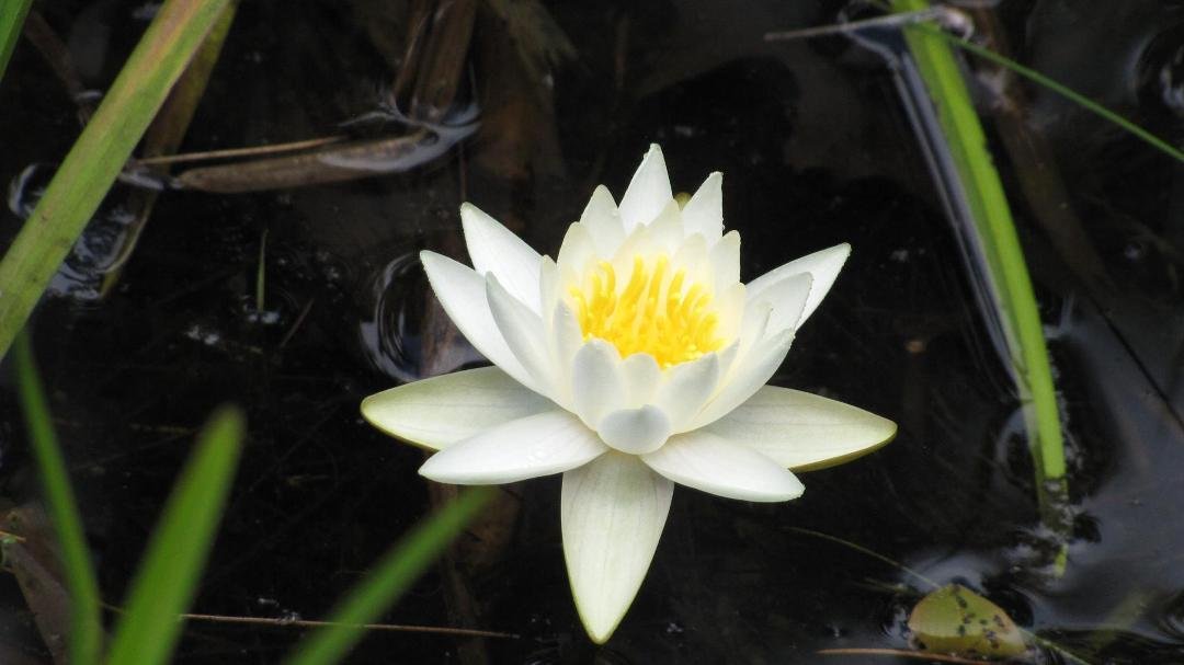 Lilly on the pond.