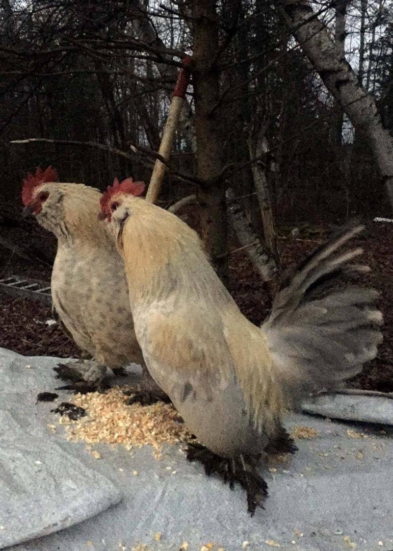 My new pair of English Banty Roosters (I think they are twins)
ha,