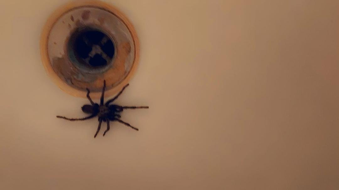 Anybody know what kind d of a spider this is? How did it get in our bathtub?