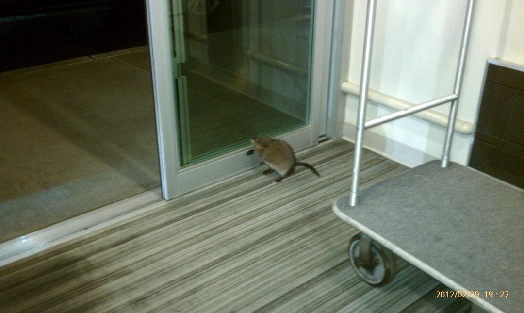 Mr Muskrat going on vacation in style flying private jet.