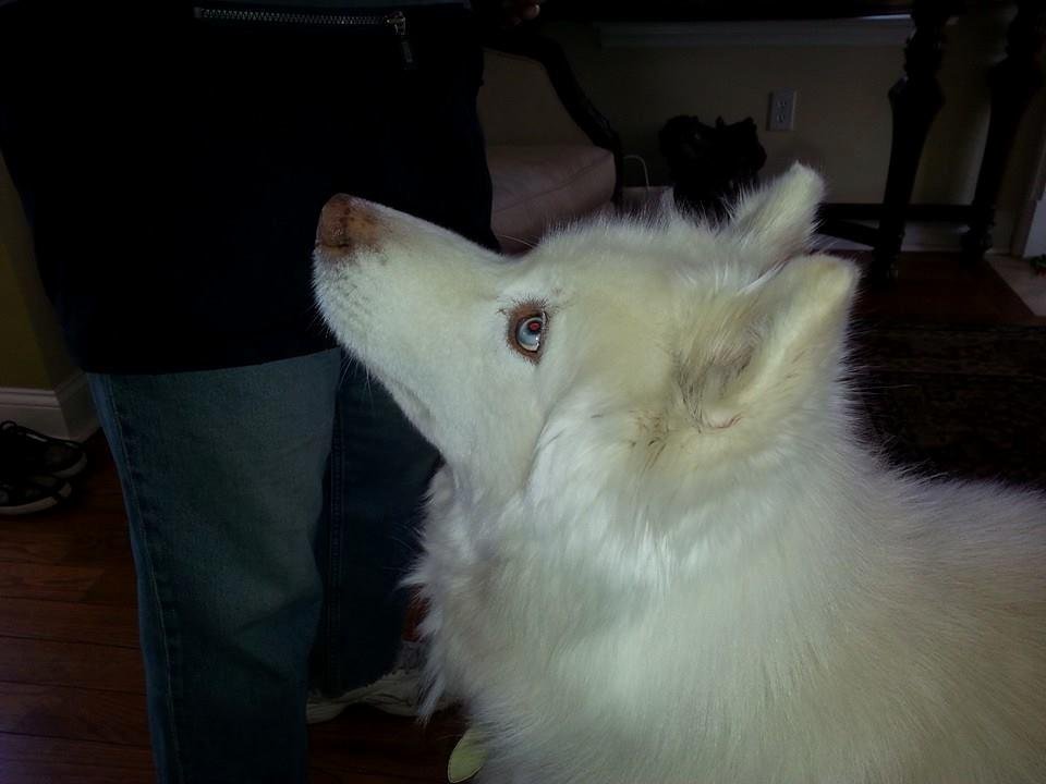 Taking care of our "foster son," Kayser, while his family is in Mexico. He is at his house. His long white fur and beautiful blue eyes make him handsome. His long white fur loves to stick and stay on dark clothes. He gets a