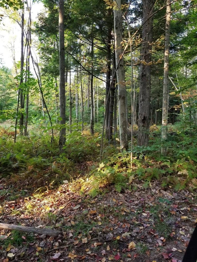 Eye test can you find my tree stand ?