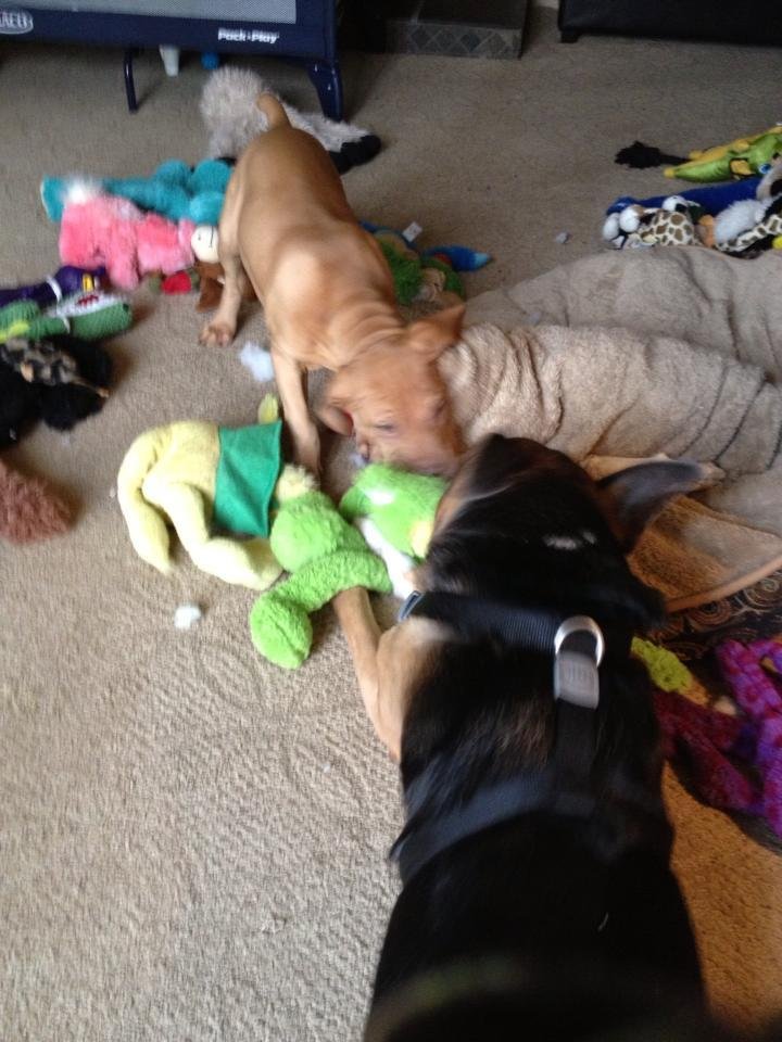 The fair way to play tug of war with the baby .....