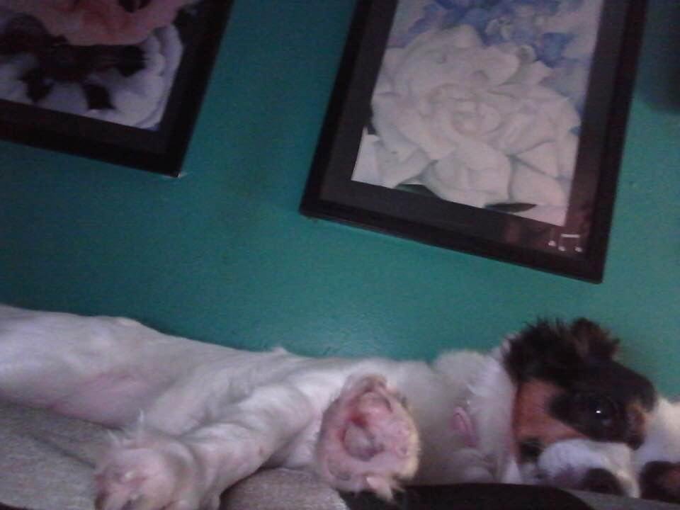 Happy dog day