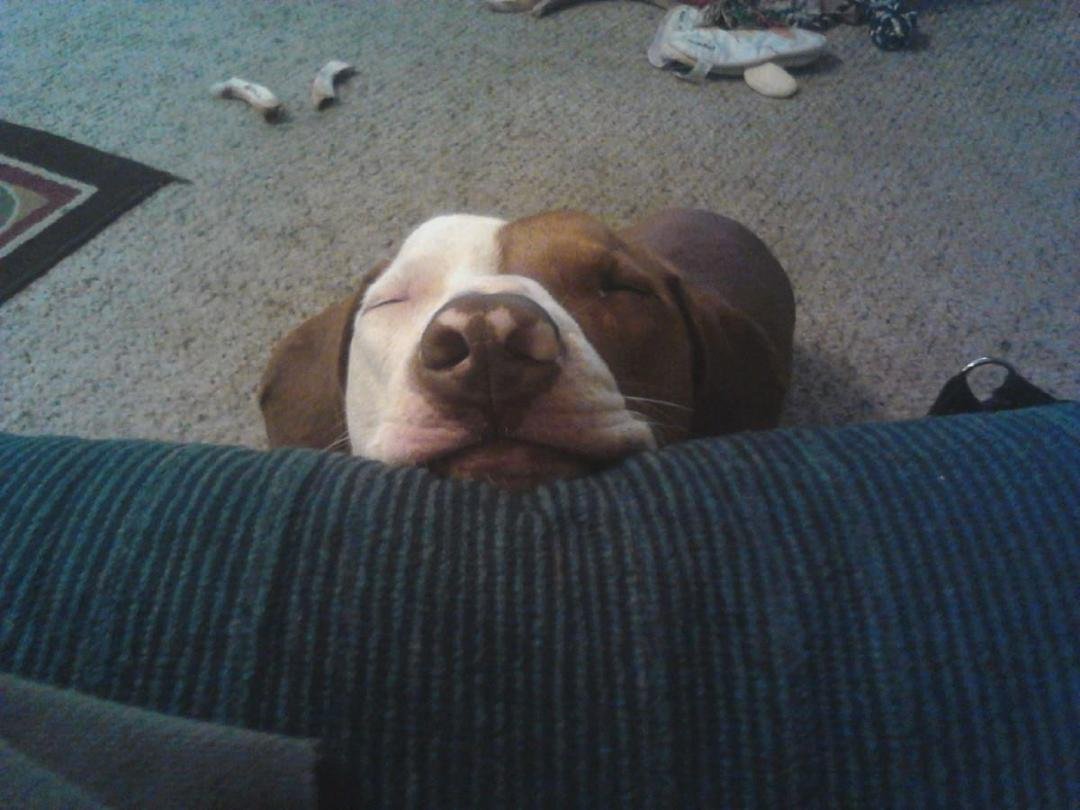 Such the polite little beggar! I love my little doopy doo!