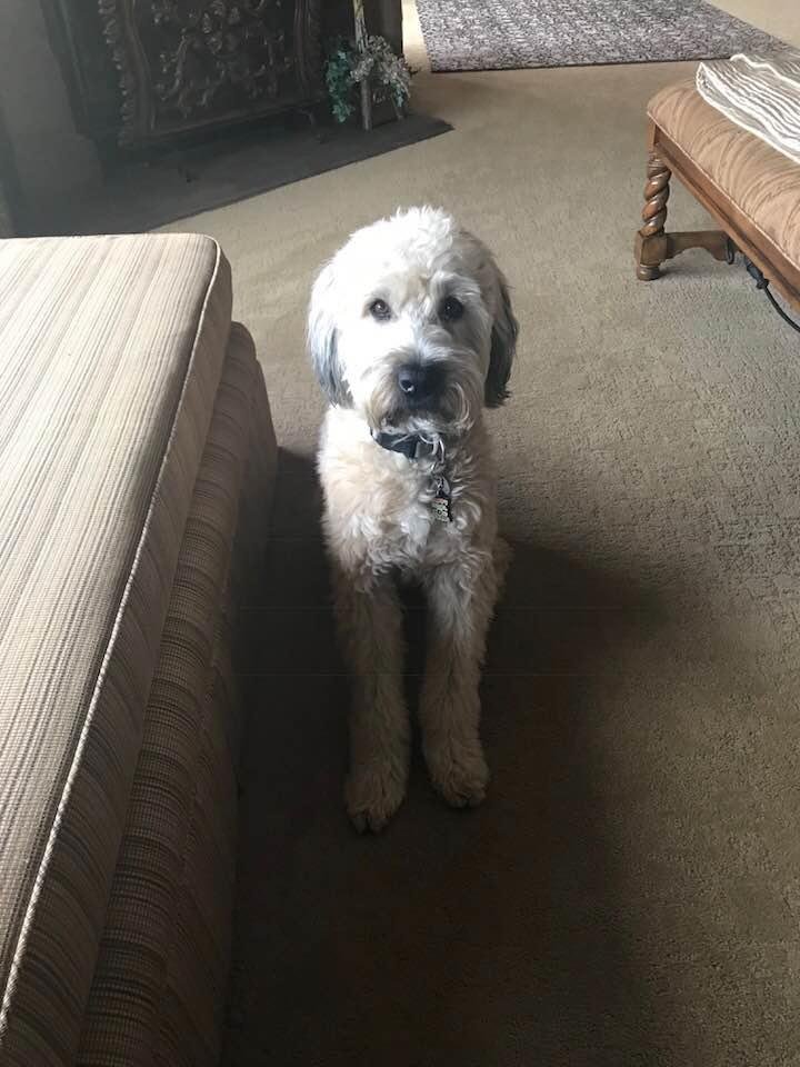 Rowdy’s ready for his morning walk🐾