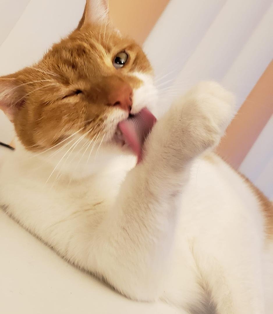 Richie is nothing if not a most fastidious feline. Tonight he attends to a nearly exhaustive cleaning just one day after visiting the Vet to have his teeth cleaned. #OutstandingOralCare