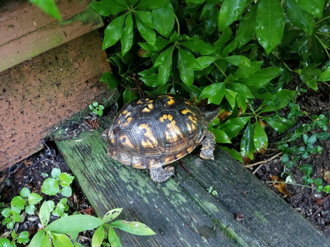 Phoebe's morning find in the garden! Moved to front yard away from Phebe's!!