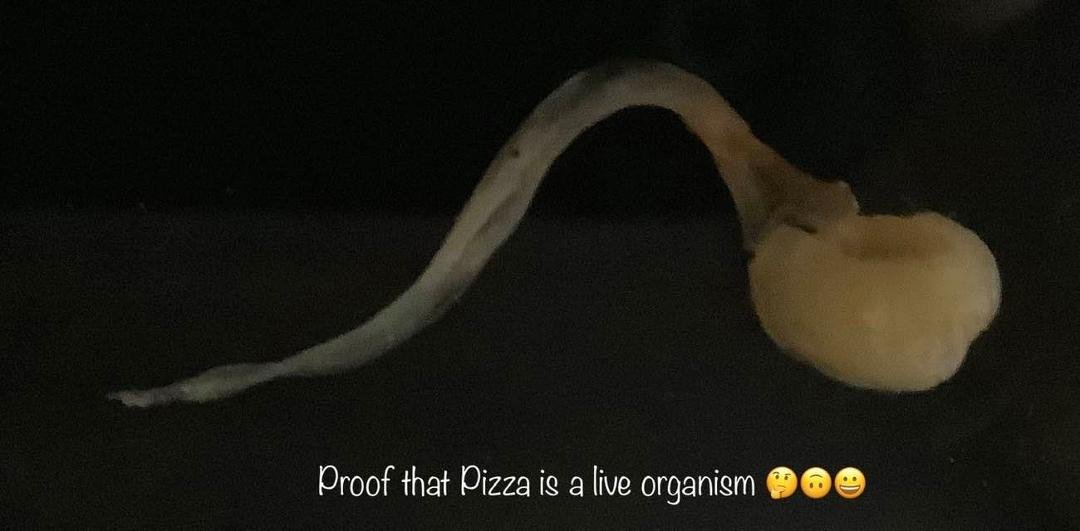 Irrefutable proof that Pizza 🍕 is a living organism. Luckily I saw this Mozzarella Cheese Sperm swimming to the edge of the pizza and was able to catch it before it was rendered unsuitable to impregnate a future pizza. It 