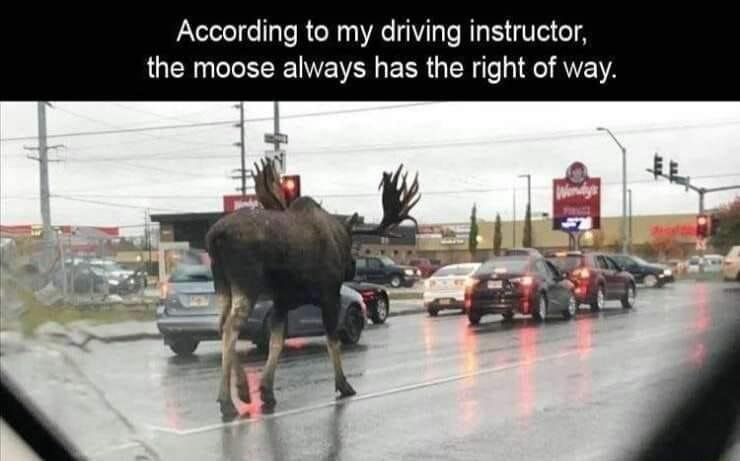 For all my Filipino friends. I'm always telling them how big a moose can be.