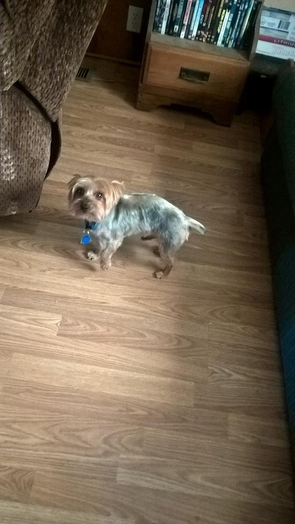Diane Greeson look like yours has a twin LOL 😁 My wife's dog 🐶 Romeo