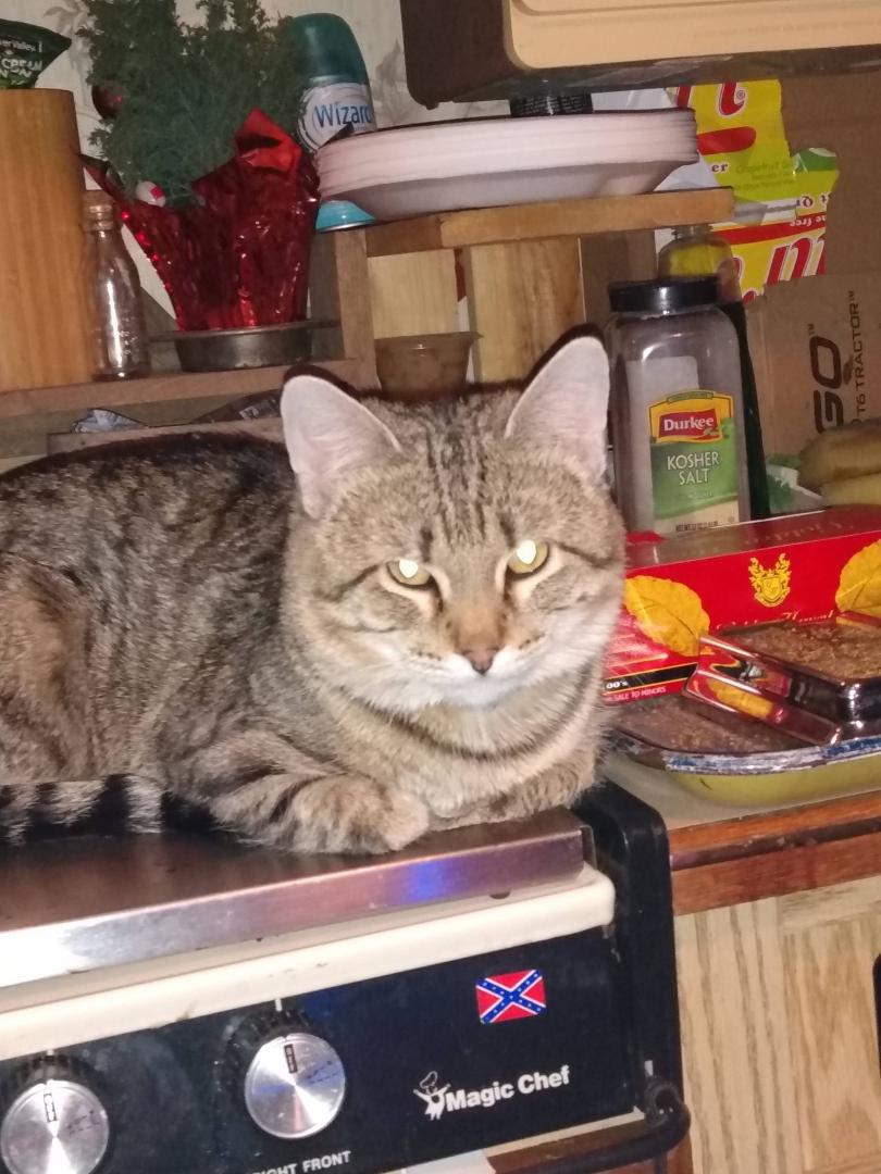 If anyone sees my cat Roscoe can you please contact me ASAP! He went missing from home Friday Evening from west Oakwood Ave. Thank You in advance for any assistance in this matter. He is very missed and worried about him 😭