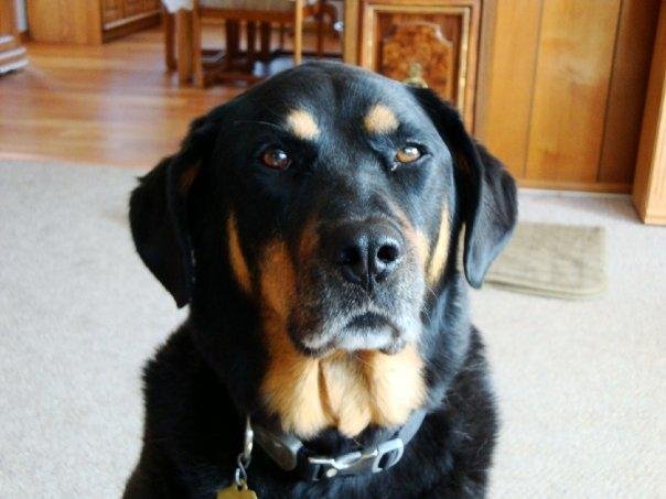 Tandy is a Rottweiler & Black Lab mix