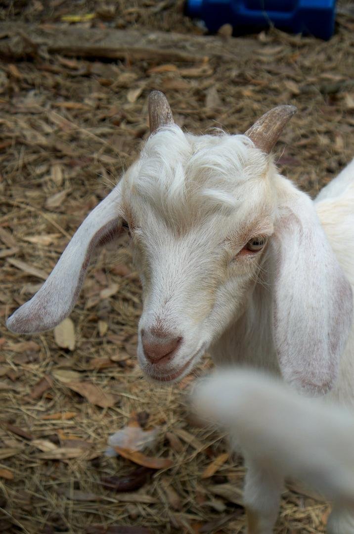 Another cute baby goat to share!