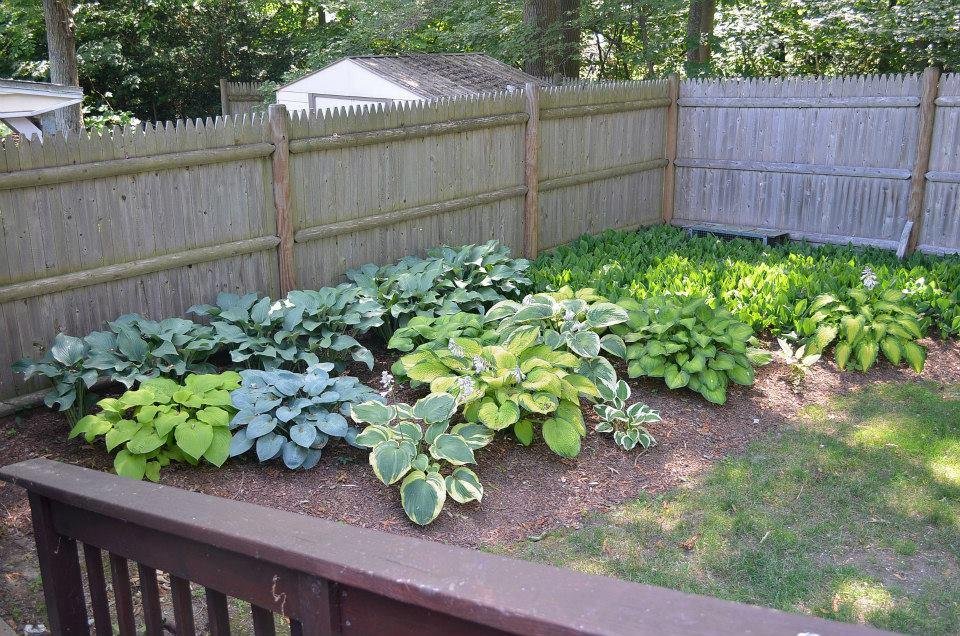 2nd Hosta Bed