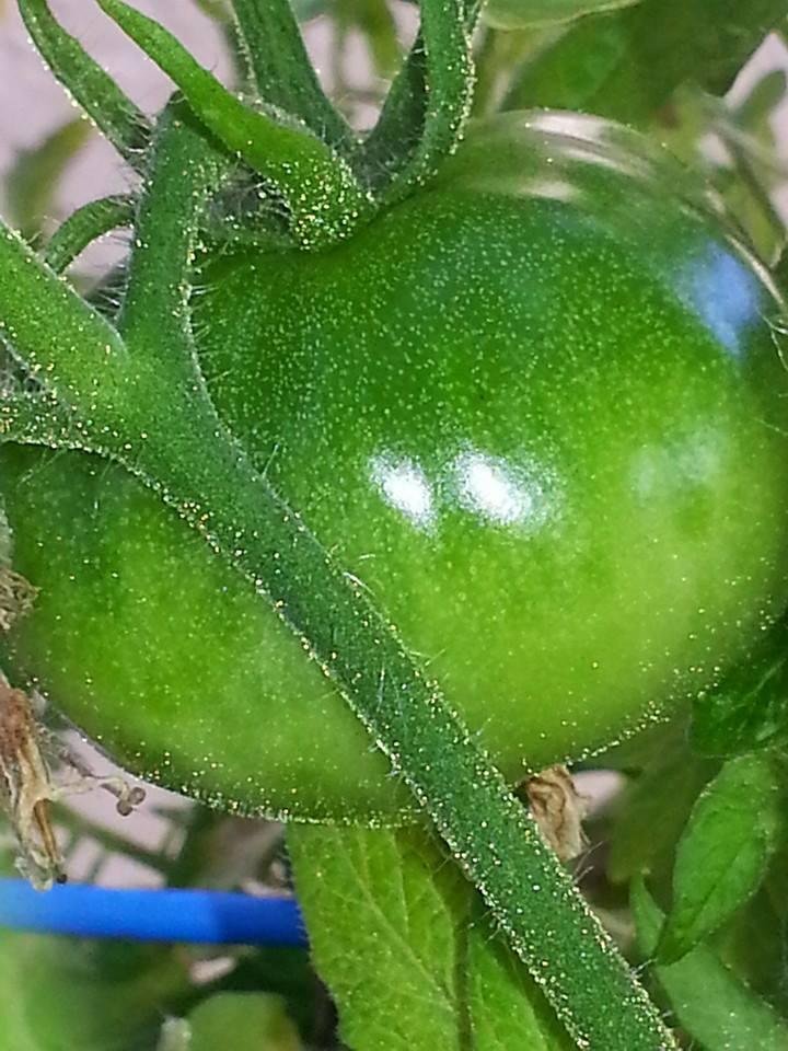 Tomatoes will soon be ready.