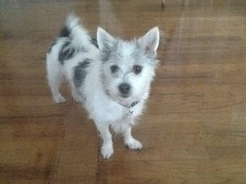 Chewy. Female,3 years old. Maltese and Chihuahua mix.