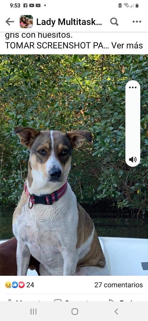 Se nos perdió nuestra perrita por la Colonia Maquilishuat , porfa cualquier info al 78418940/ 78838408 o por aquí. Se llama NALA, tamaño medio, con collar gris con huesitos.
TOMAR SCREENSHOT PARA COMPARTIR 🙏🏻GRACIAS!