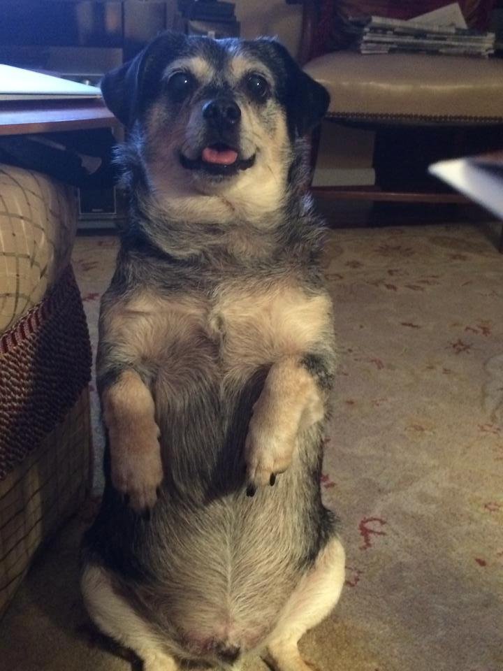 Here's what makes me smile everyday! My sweet Buddy :-)