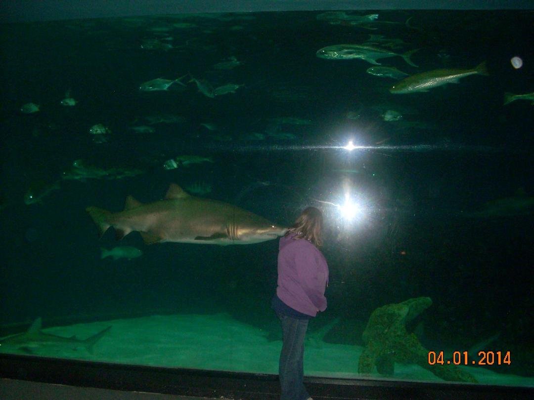 It is a good thing this shark was not real hungry!! When mother turned around, the shark was staring right in her eye's!!