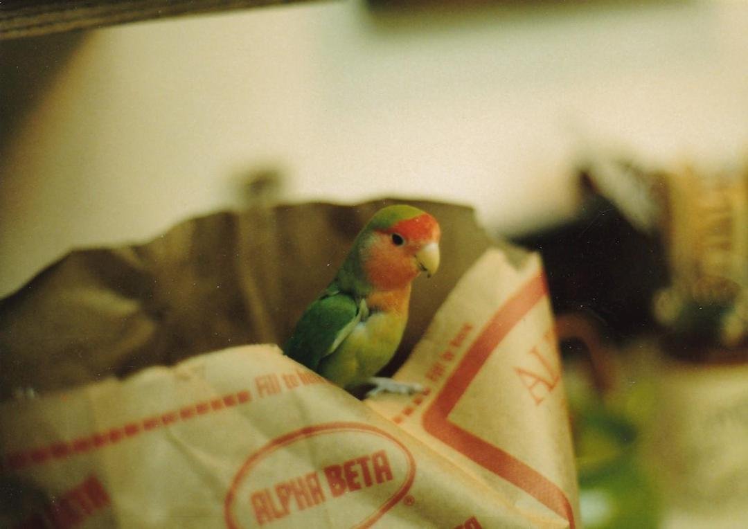 My little buddy Rudy....gone many years now....gone but not forgotten. He loved to check the grocery bags every time we brought them home.