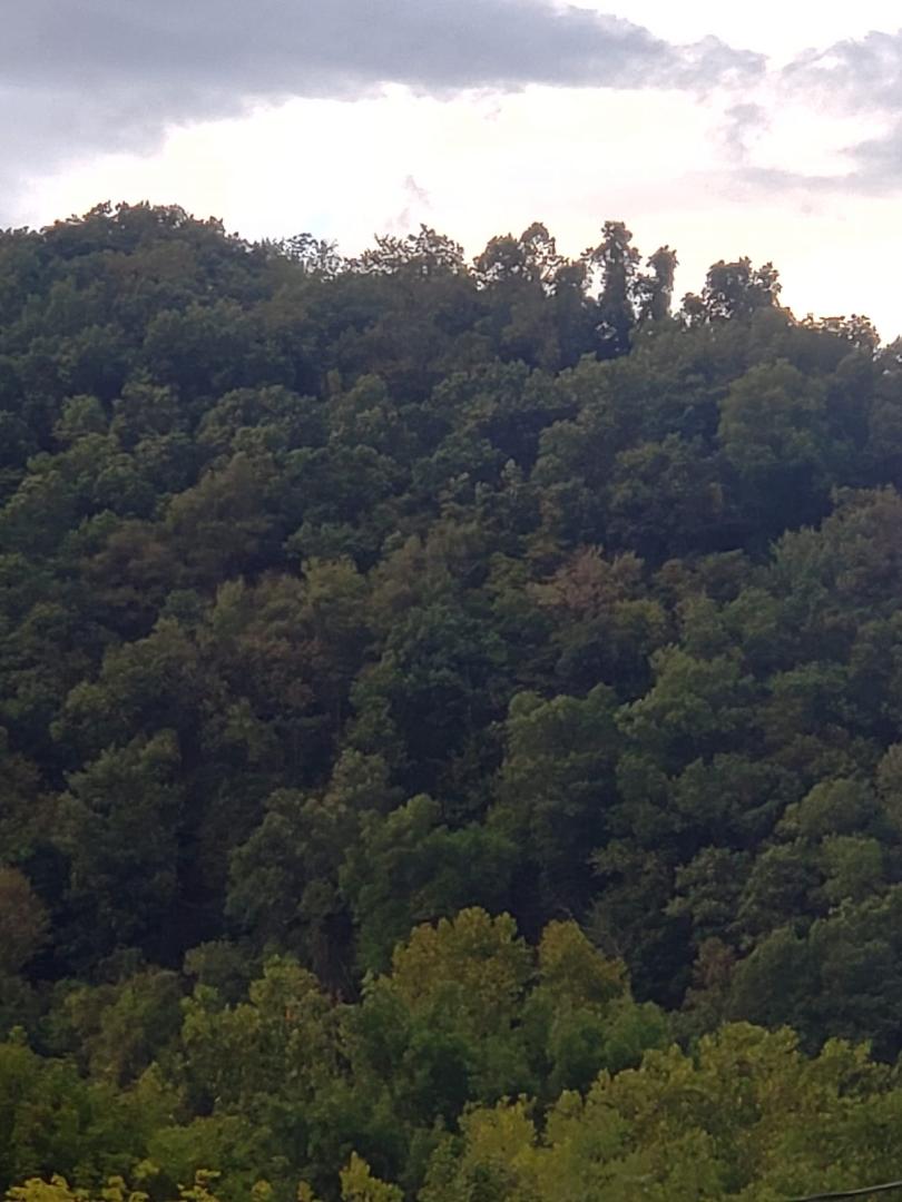 The Ents are at again. I know because they have been there a long time!