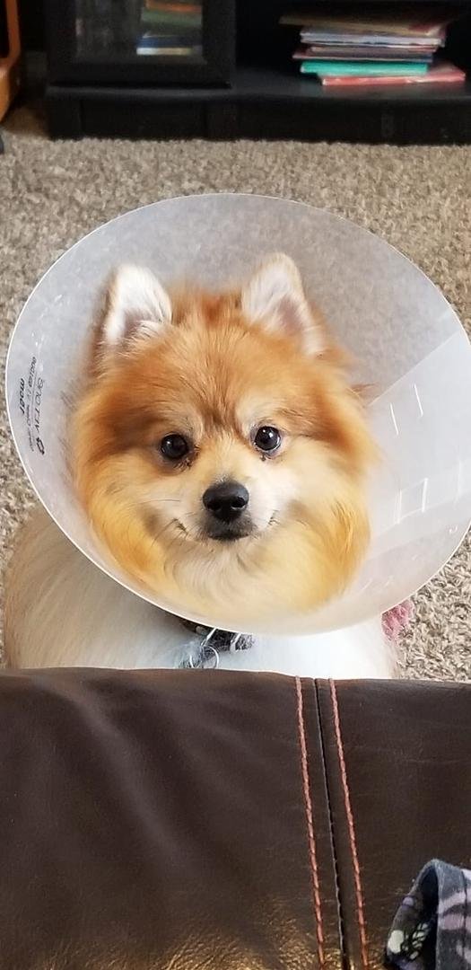 My little Peanut with his cone of cuteness!