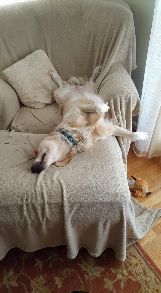 Doggie bliss!