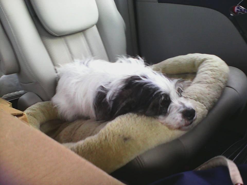 On the road again. Couldn't ask for a better dog to travel with. ♥
