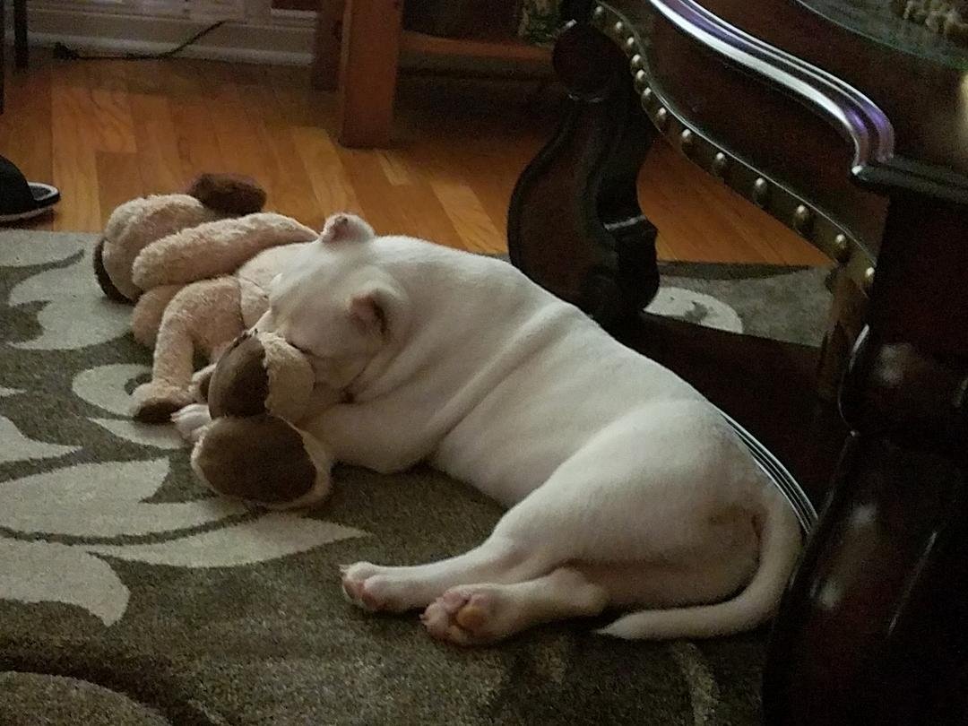 Loves him little stuffed doggie lop
