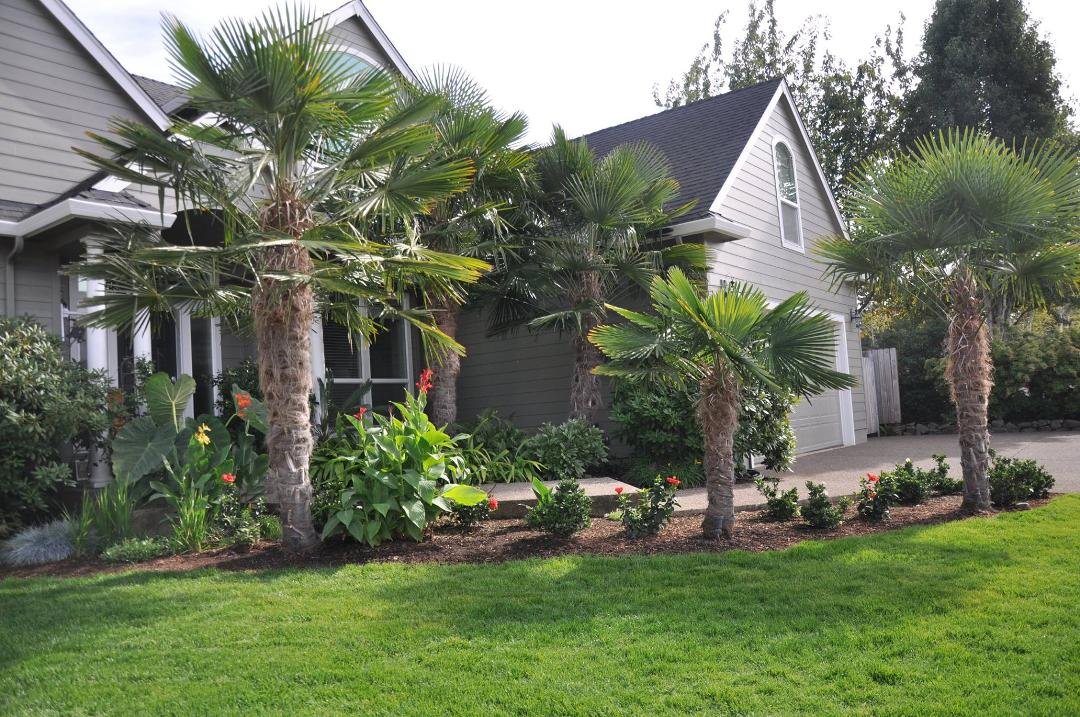 Palms keep getting bigger. New front lawn (a lot of work)