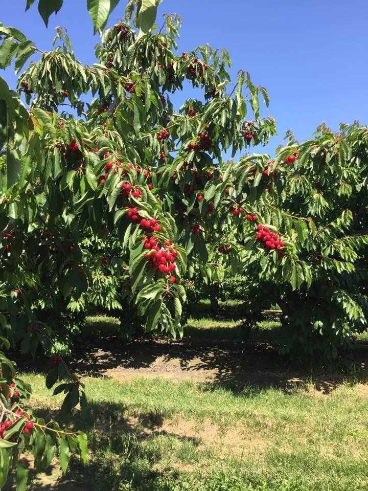 Hollister cherries are ready!