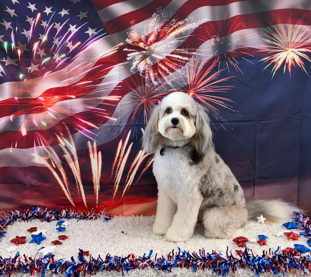 Today is Indys first Birthday.  She's getting  extra treats today!   Happy 4th of July to Everyone!!