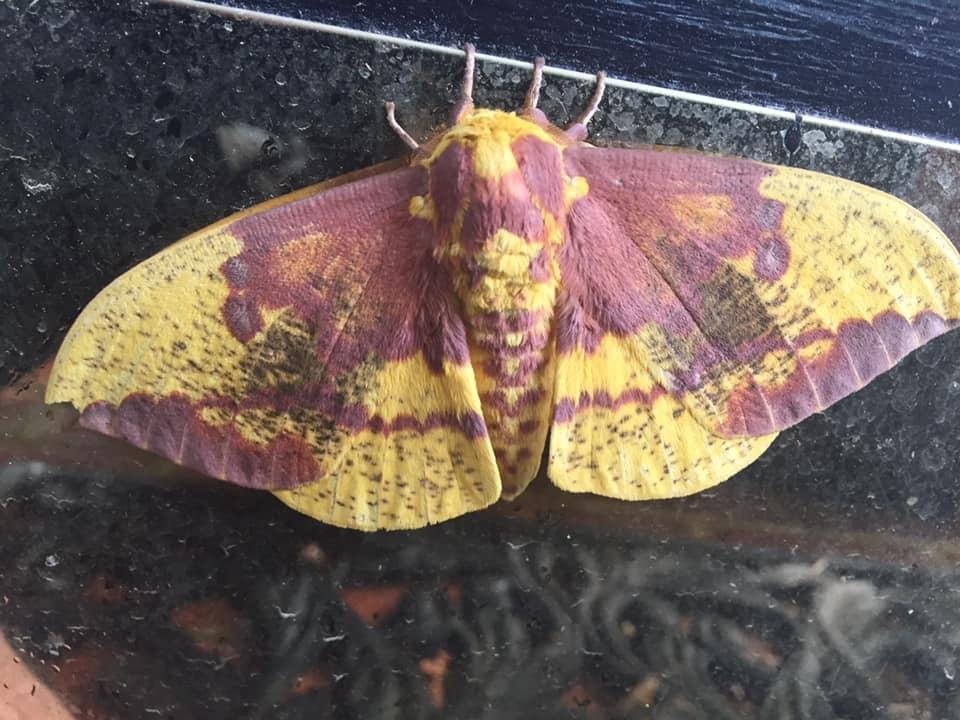 Found this moth in my garden this morning. Blended perfectly with the fallen 🍁🍁🍁🍁/mulch. Anyone got an id on this guy?😊