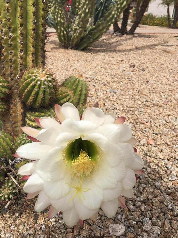 This was in my front yard today!