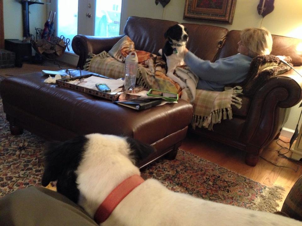 Watching our grand dogs. Tough life
