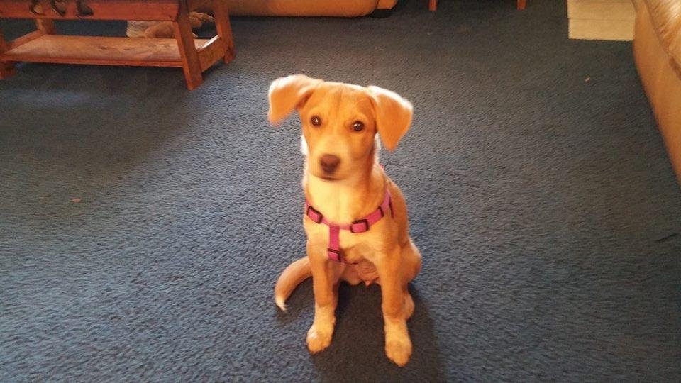 Peaches getting big