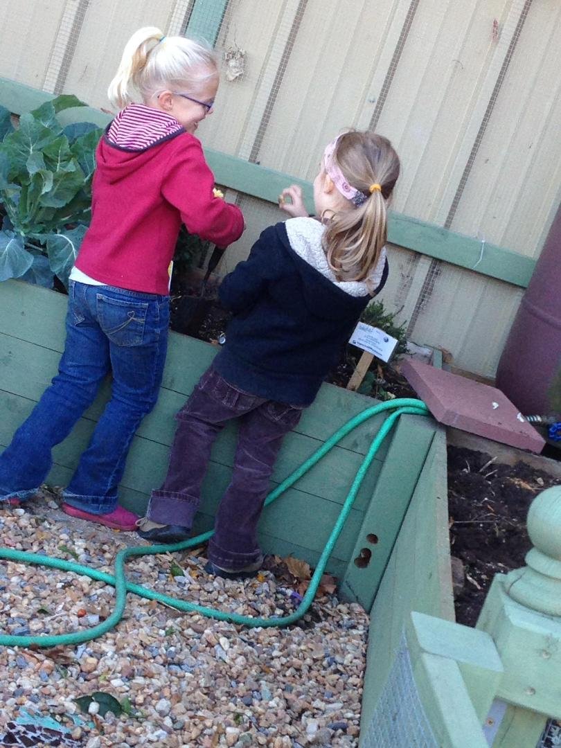 Hill City Master gardeners putting the garden at Amazement Square Children's Museum to bed for the winter with help from some very young gardeners who have already learned that a garden is a great place to share a laugh.