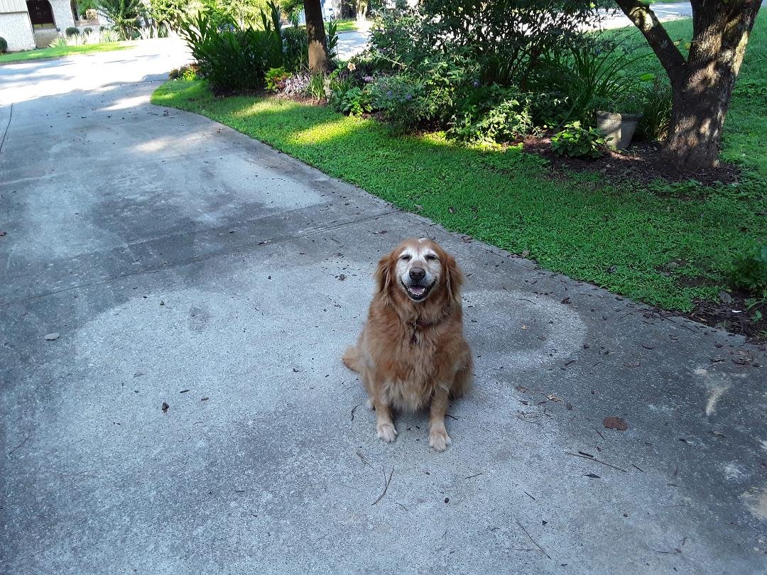 I lost my furry baby girl today Lily.
Im going to miss her so much