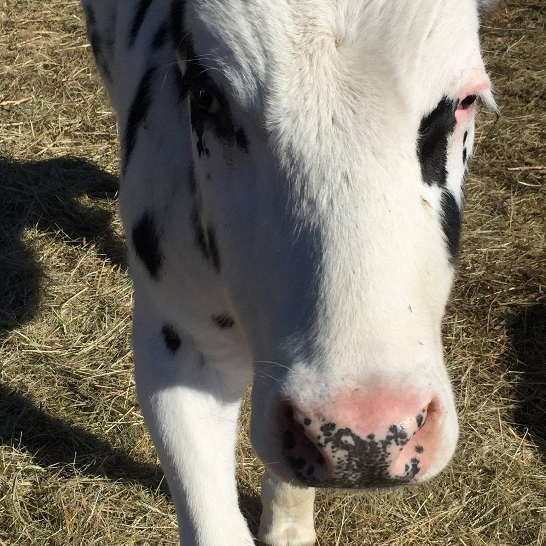 Jackson - just over 800 lbs grows at an average of about 3.25 lbs a day. Still acts like a puppy.