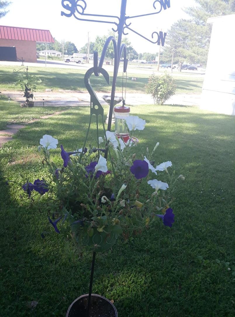 Petunia basket and hummingbird feeder